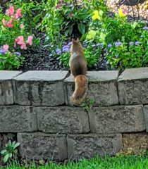 Tamiasciurus hudsonicus