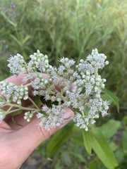 Eupatorium perfoliatum