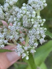 Eupatorium perfoliatum