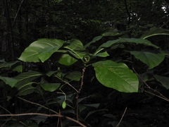 Chionanthus virginicus