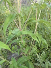 Eupatorium perfoliatum
