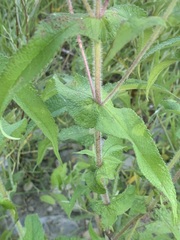 Eupatorium perfoliatum