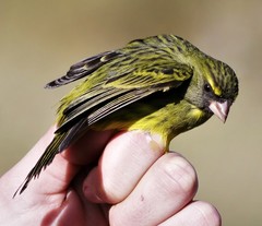 Crithagra scotops umbrosa