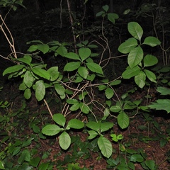 Chionanthus virginicus