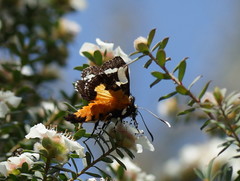 Hecatesia fenestrata