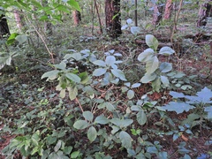 Chionanthus virginicus