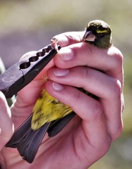 Crithagra scotops umbrosa