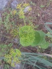 Smyrnium perfoliatum rotundifolium