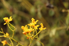 Cyrtochilum densiflorum