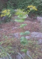 Smyrnium perfoliatum rotundifolium