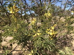 Acacia deanei