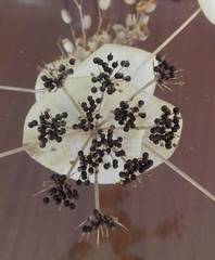 Smyrnium perfoliatum rotundifolium