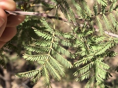Acacia deanei