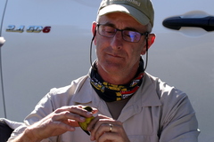 Crithagra scotops umbrosa