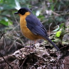 Cossypha dichroa dichroa