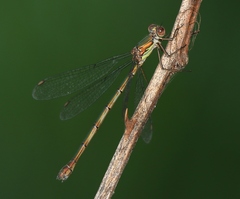 Chalcolestes