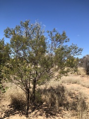 Acacia deanei
