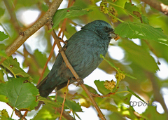 Cyanoloxia glaucocaerulea