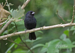 Blackish-Blue Seedeater photo 2