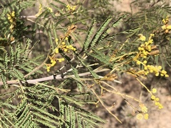 Acacia deanei