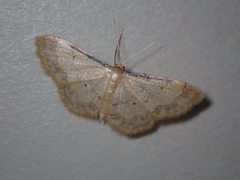 Idaea politaria