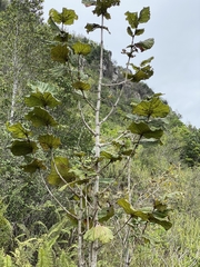 Coccoloba pubescens