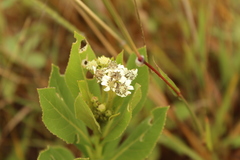 Verbesina centroboyacana