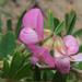 Lotus australis - Photo (c) Reiner Richter, algunos derechos reservados (CC BY-NC-SA), uploaded by Reiner Richter
