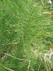 Equisetum telmateia telmateia
