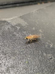 Ptecticus trivittatus