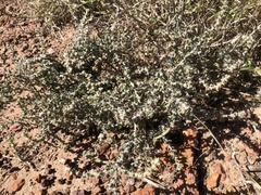 Sclerolaena birchii
