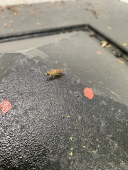 Ptecticus trivittatus