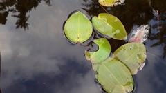 Potamogeton pulcher