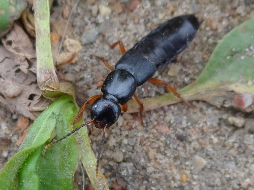 Rove beetle