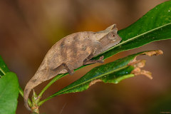 Brookesia superciliaris