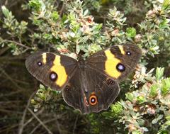 Tisiphone abeona albifascia