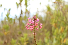 Epidendrum arachnoglossum