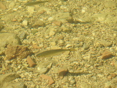 Scardinius hesperidicus