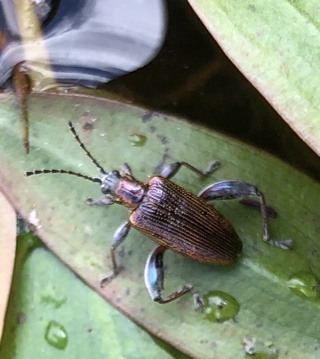 pondweed reed beetle