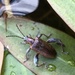 Pondweed Reed Beetle - Photo (c) James Clow, some rights reserved (CC BY-NC), uploaded by James Clow