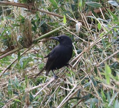 Curaeus curaeus curaeus