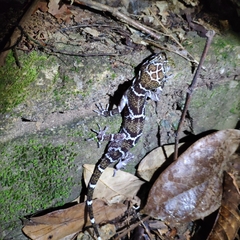 Cyrtodactylus consobrinus
