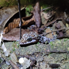 Cyrtodactylus consobrinus