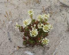 Stackhousia spathulata