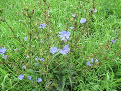 Cichorium intybus