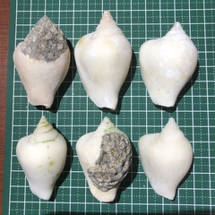 Laevistrombus turturella