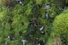 Veronica lavaudiana