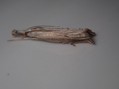 Metacrambus carectellus