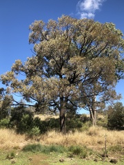 Acacia harpophylla