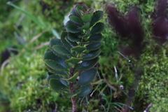 Veronica lavaudiana